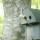 Nest box for small tits with two 27mm entry holes e.g. for blue tit, marsh tit, coal tit and crested tit
