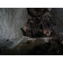 Bat cave 12 mm entry