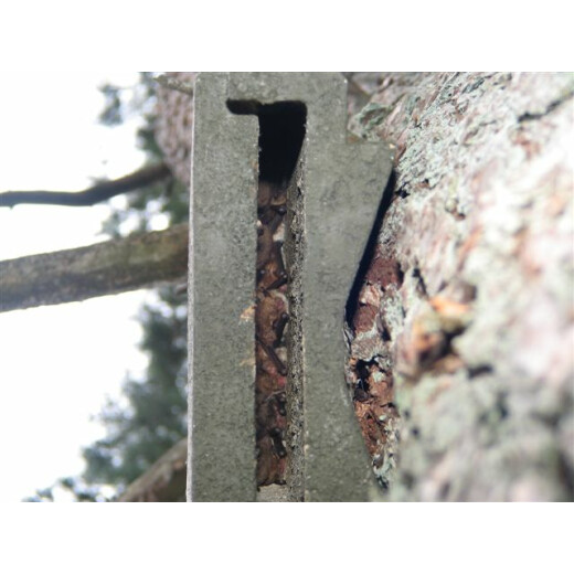 Bat cravice quarter