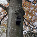 Nest box with 48mm entry hole for starlings, redstarts &amp; middle spotted woodpecker