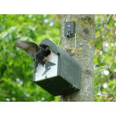 Bird box with 48 mm entrance hole for e.g. starlings &amp; redstarts