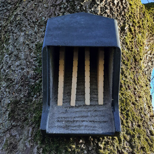 Large-capacity bat box for small bats