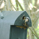 Nesting box with 32 mm round hole e.g. for great tit, house sparrow &amp; tree sparrow